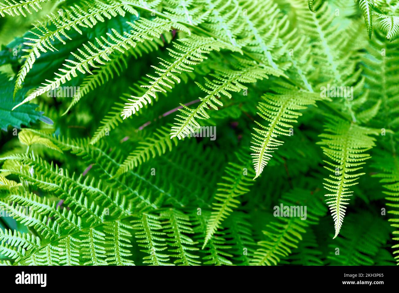 Green summer fern leaf in the forest. Dark vintage background Stock ...