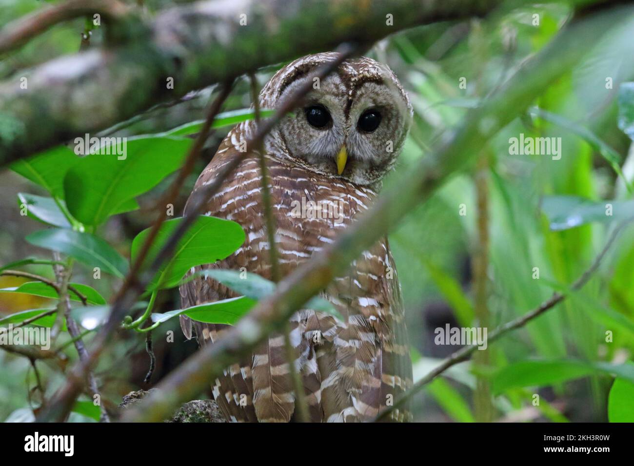 Barred owl watching Stock Photo