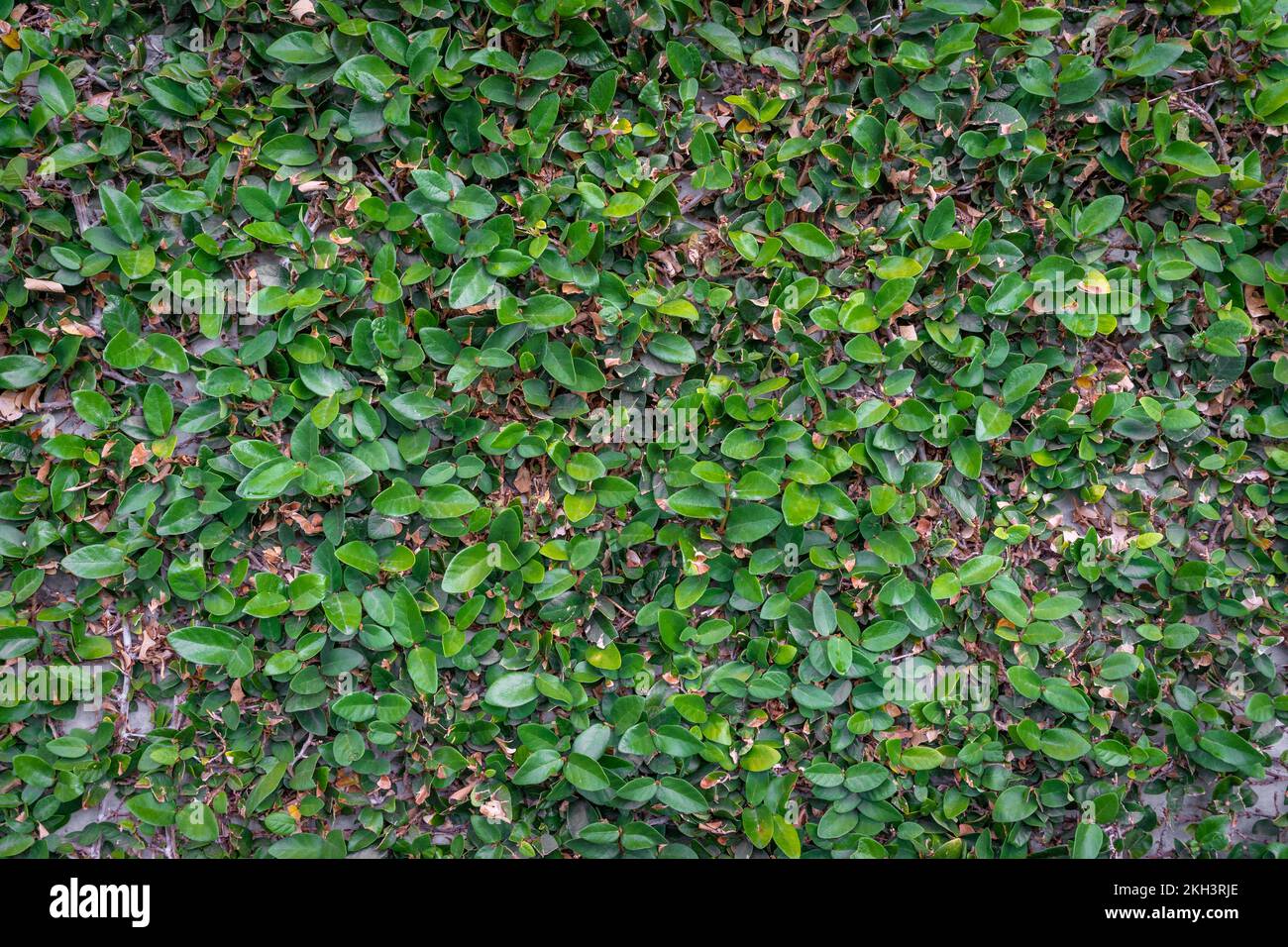 Green ivy leaf plant covering a cement wall Stock Photo Alamy