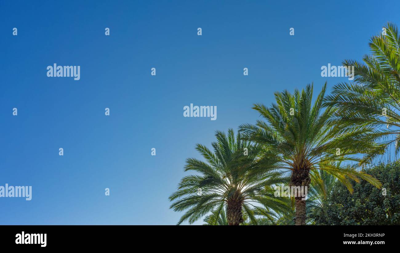 Row of palm trees hi-res stock photography and images - Alamy