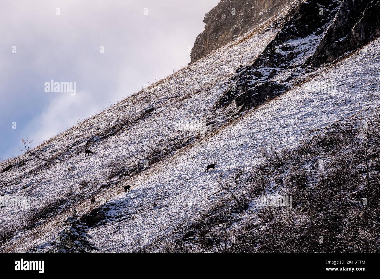 Chamois in mountain. Rupicapra rupicapra in natural environment in winter. La Dole, Vaud Canton, Switzerland. Stock Photo