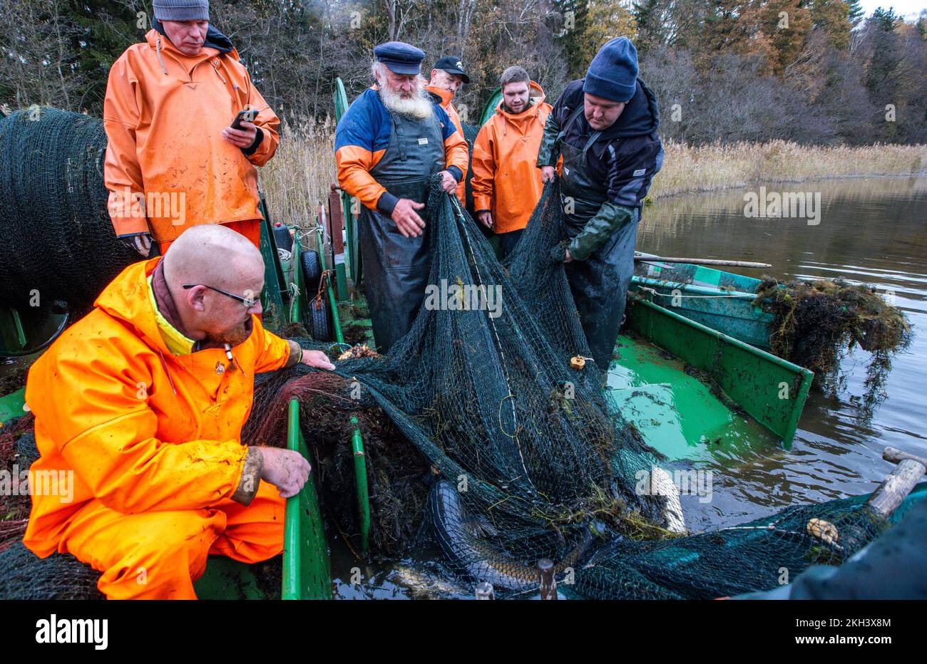 https://c8.alamy.com/comp/2KH3X8M/alt-schlagsdorf-germany-19th-nov-2022-fisherman-walter-piehl-center-and-his-helpers-take-the-hauling-net-out-of-the-water-of-lake-neuschlagsdorf-three-weeks-after-the-start-of-the-carp-season-however-the-christmas-carp-are-not-yet-going-into-the-net-in-mecklenburg-only-grass-carp-and-pike-are-wriggling-in-the-fishing-gear-the-weather-is-too-warm-and-the-fish-are-still-too-agile-walter-piehl-a-65-year-old-former-deep-sea-fisherman-is-one-of-the-very-few-fishermen-in-mecklenburg-western-pomerania-who-catch-carp-with-hauling-nets-in-natural-lakes-credit-jensdpaalamy-live-news-2KH3X8M.jpg