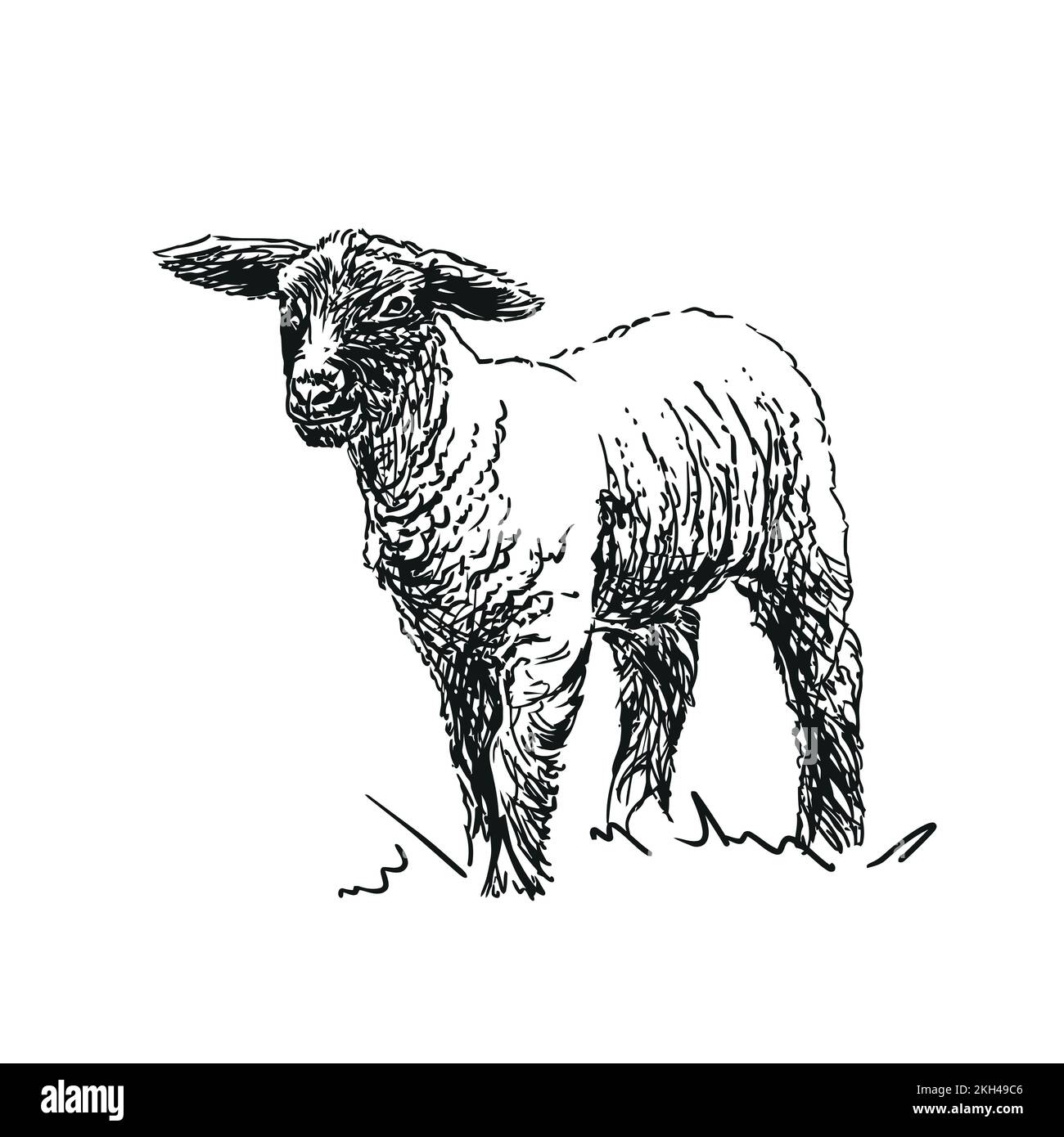 lamb farm animal, hand drawn illustration Stock Vector Image & Art