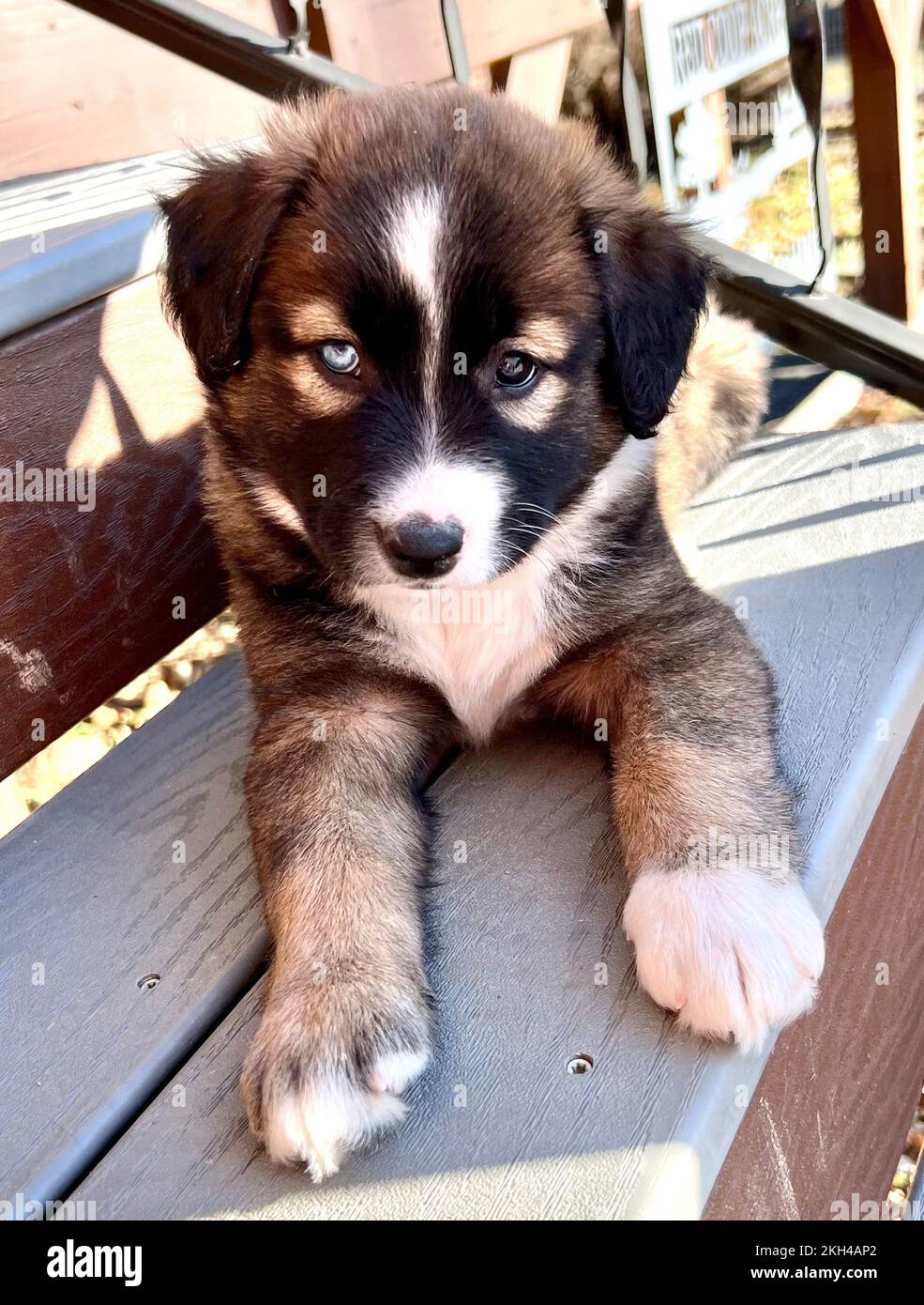St bernard australian shepherd hotsell mix puppy for sale