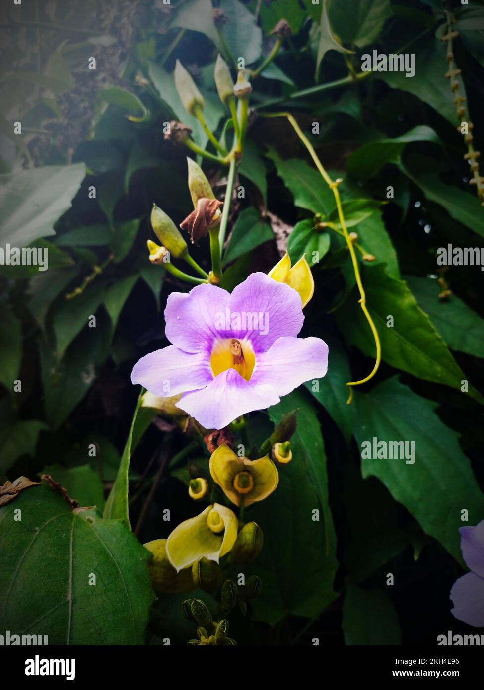 A vertical shot of blooming bengal clockvine Stock Photo