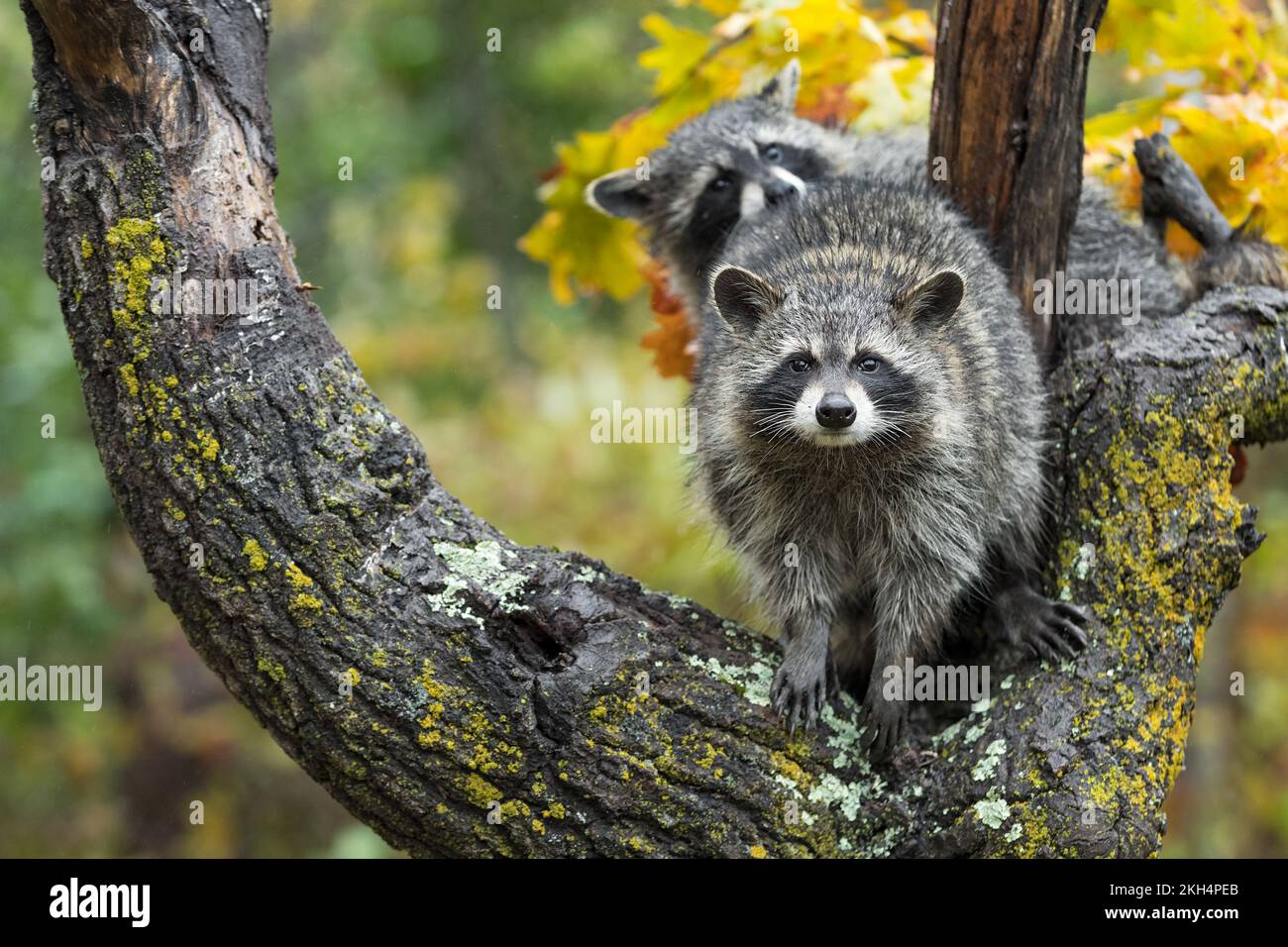 2 Racoons In Tree Two Raccoons (Procyon lotor) Look Out From Tree Autumn - captive ...