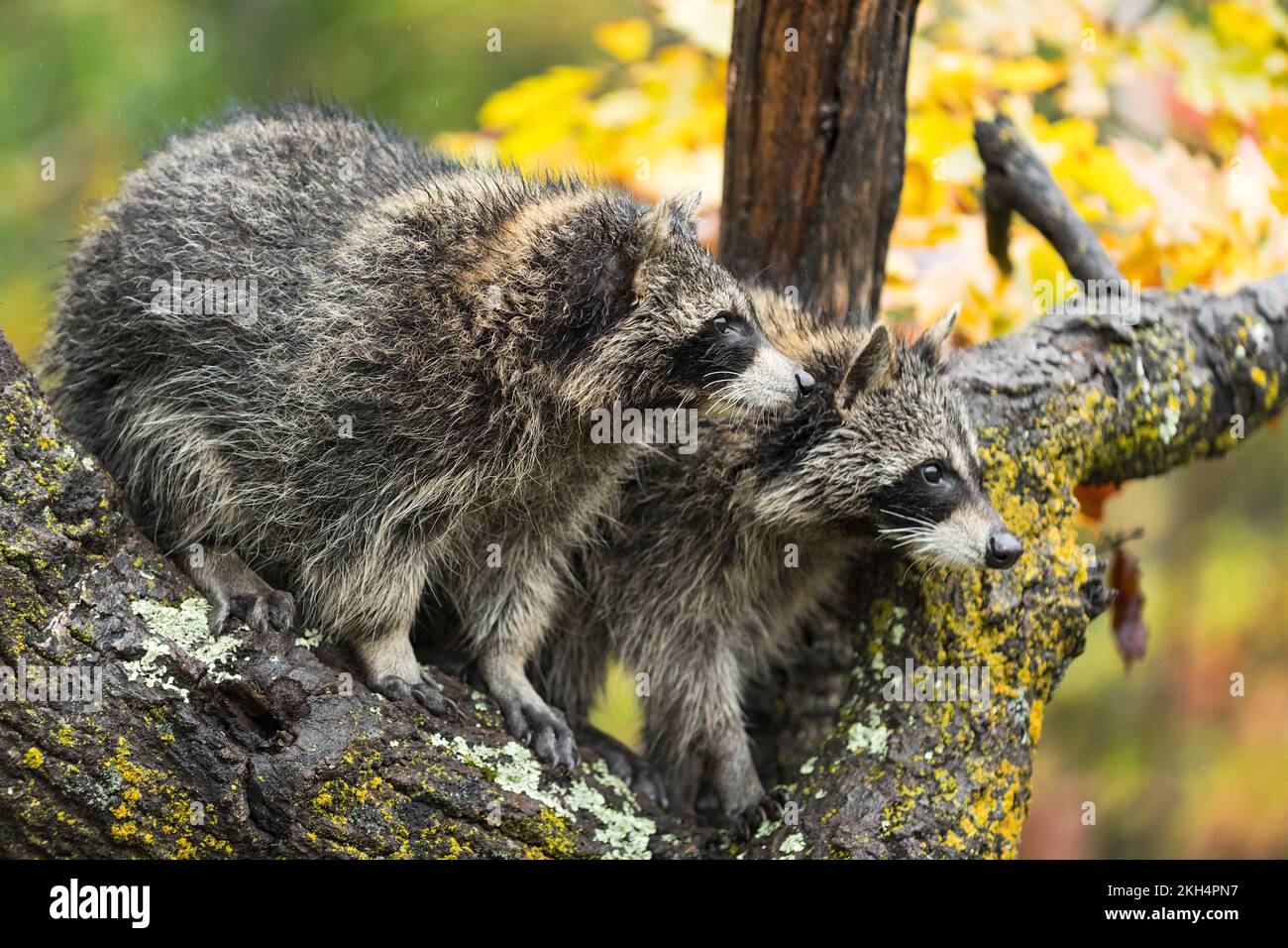 Two Raccoons (Procyon lotor) Look Right in Tree Autumn - captive ...