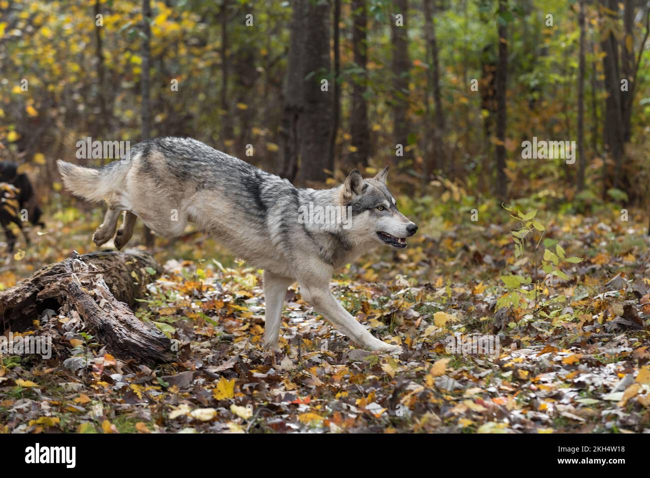 Grey Wolf (Canis lupus) Lands After Jumping Over Log Autumn - captive animal Stock Photo