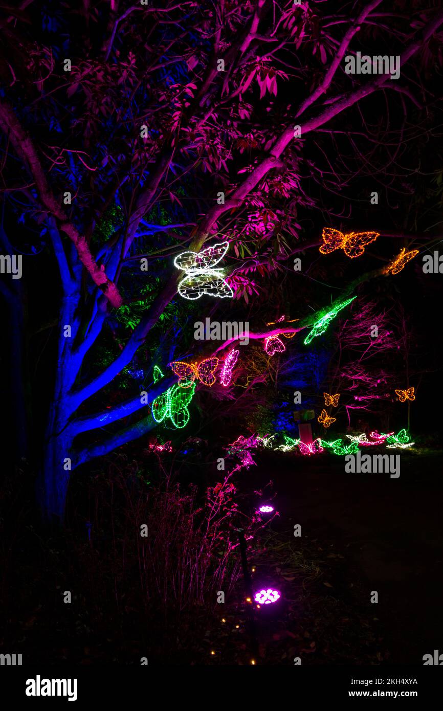 Romsey, Hampshire UK. 23rd November 2022. Preview evening of Light Up Trails at Sir Harold Hillier Gardens in Romsey which opens tomorrow with a mile-long immersive experience created by Light Up Trails. Renowned the world over for its collections of trees and rare plants, the magnificent gardens are seen in an exciting new light this Christmas as the award-winning visitor attraction opens its gates after dark for a special new absolutely beautiful experience with the lights accentuating the landscape, as they've never been seen before. Flutter. Credit: Carolyn Jenkins/Alamy Live News Stock Photo