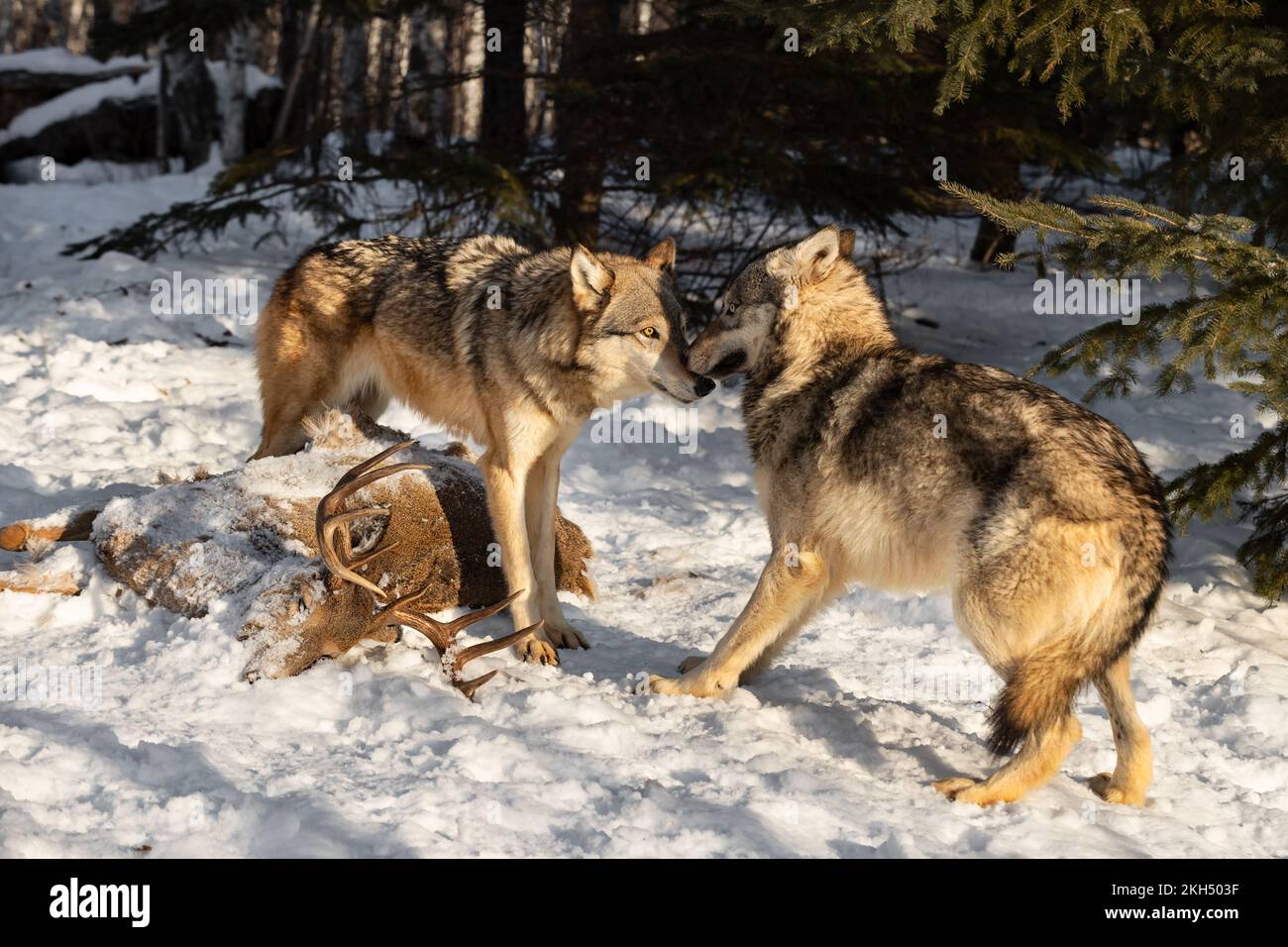 Grey Wolves (Canis lupus) Touch Noses Near Whitetail Deer Body Winter