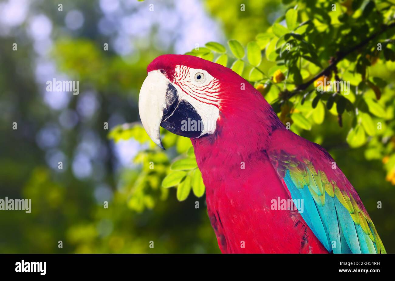 portrait-of-ara-chloropterus-over-nature-stock-photo-alamy