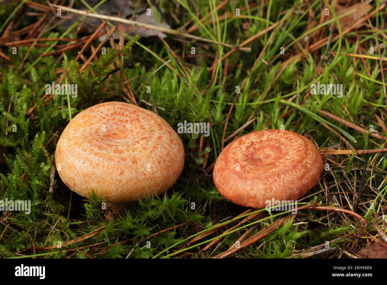 On the left is the tasty and edible mushroom saffron milk cap and on the right is the conditionally edible woolly milkcap. Stock Photo