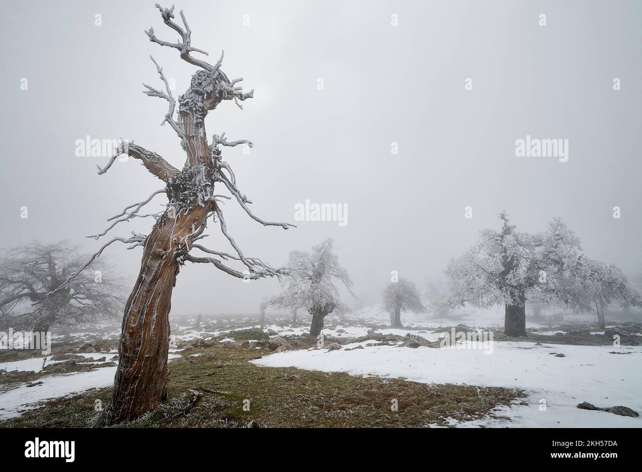 parque nacional sierra de las nieves,senderismo invierno,snow mountain