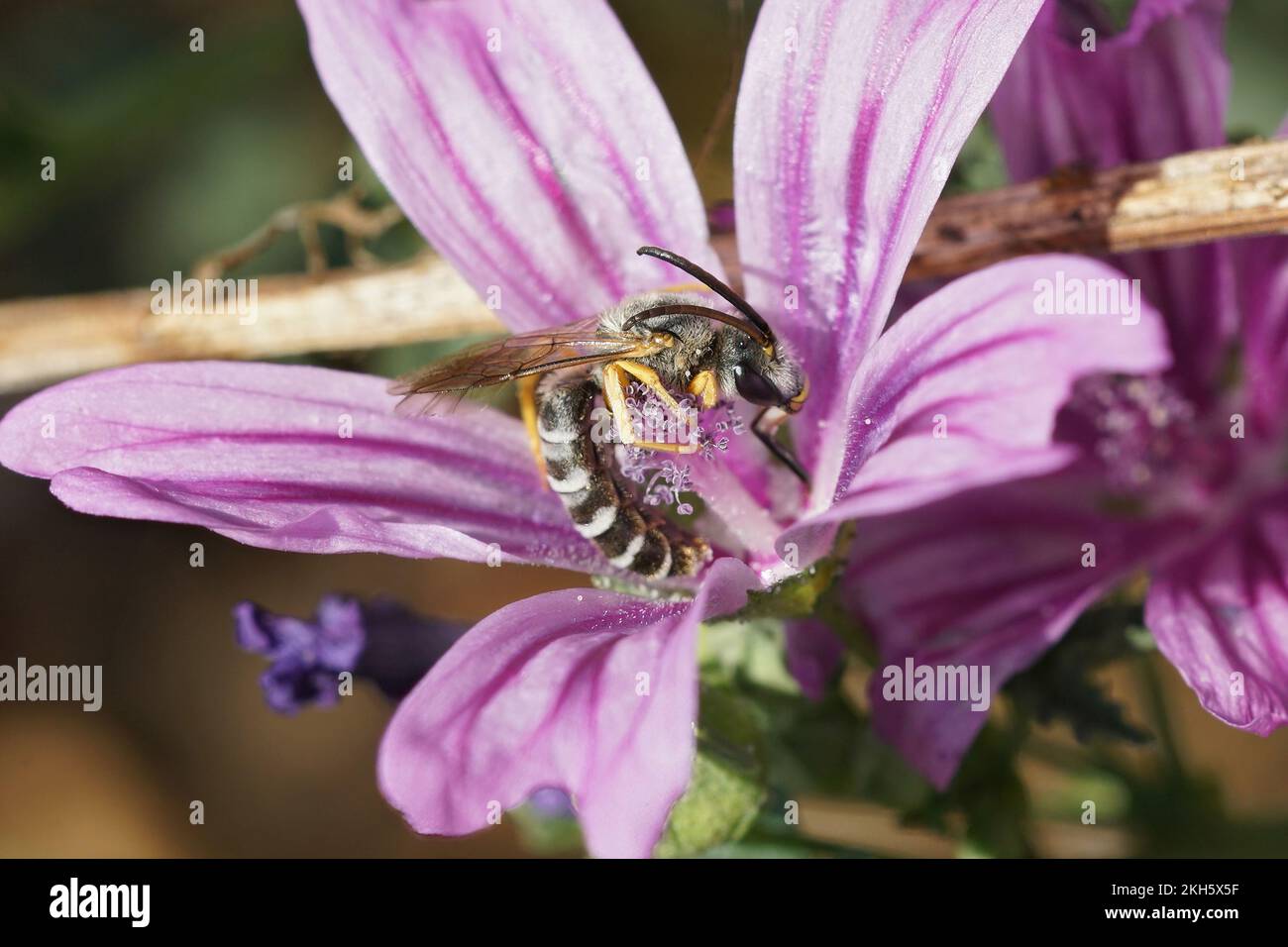 Colorful closeup shot of a male great banded furrow bee, Halictus scabiosae in a purple Mallow flower Stock Photo