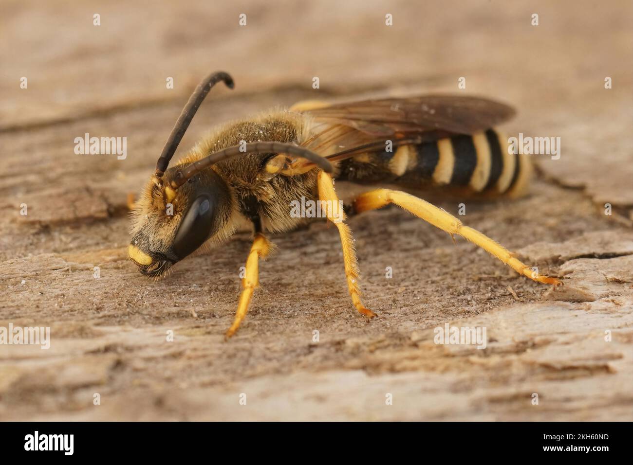 Detailed closeup shot of a male great banded furrow bee, Halictus scabiosae on wood Stock Photo