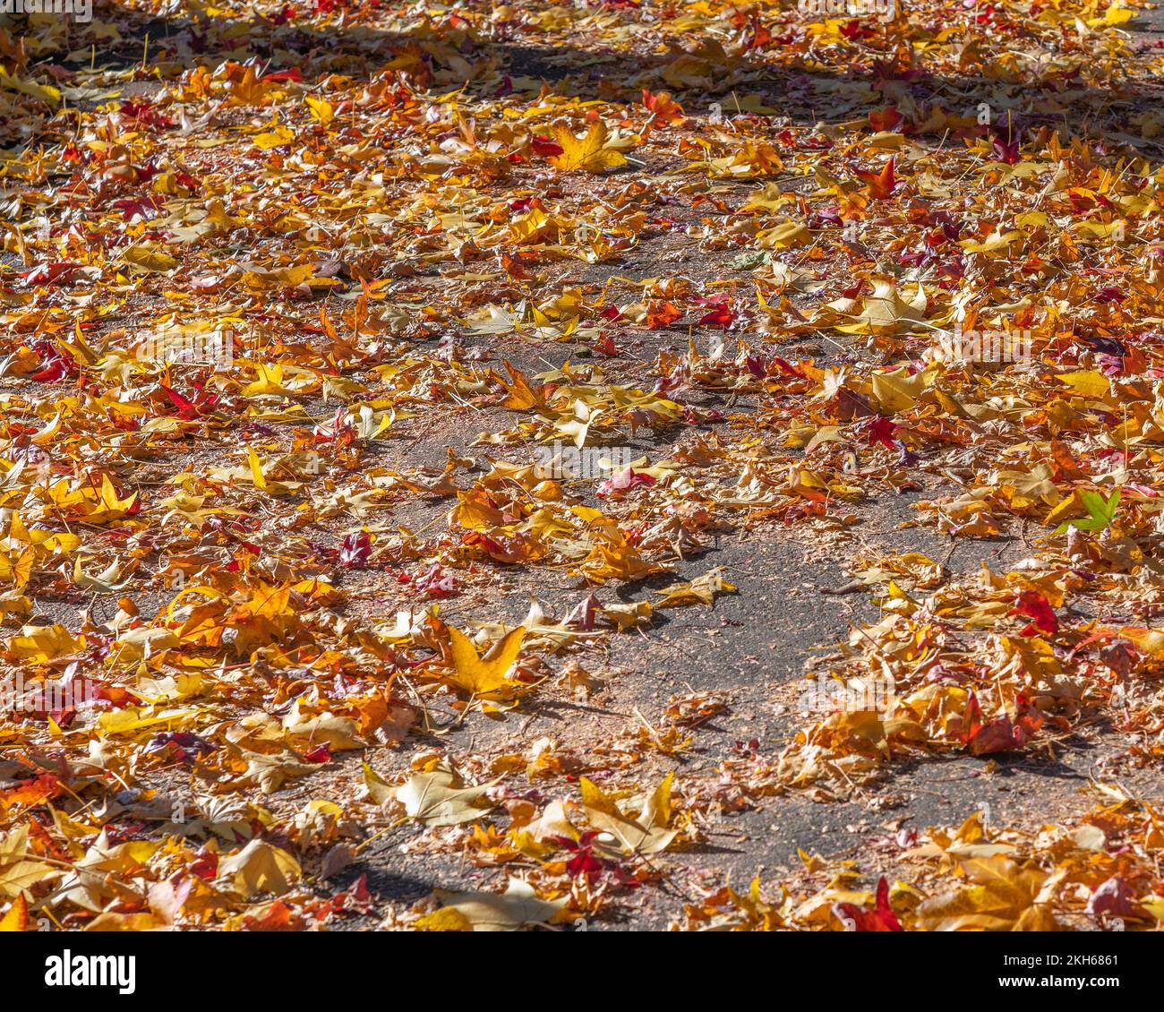 Colorful Autumn leaves lay on the sidewalk. Stock Photo