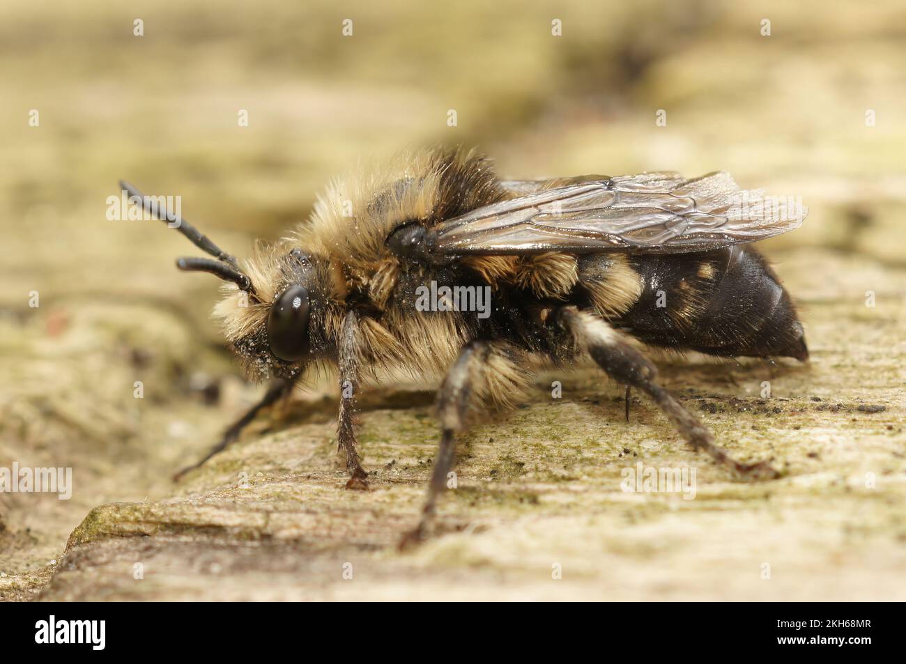 Detailed closeup on the hairy clepptoparasite solitary Common Mourning Bee, Melecta albifrons Stock Photo