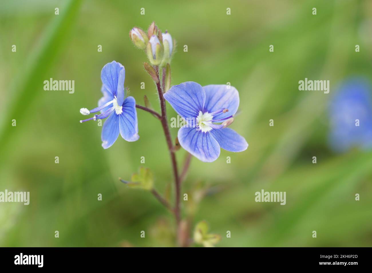 Colorful closeup on the blue fower of germander speedwell, Veronica chamaedrys , in a meadow Stock Photo