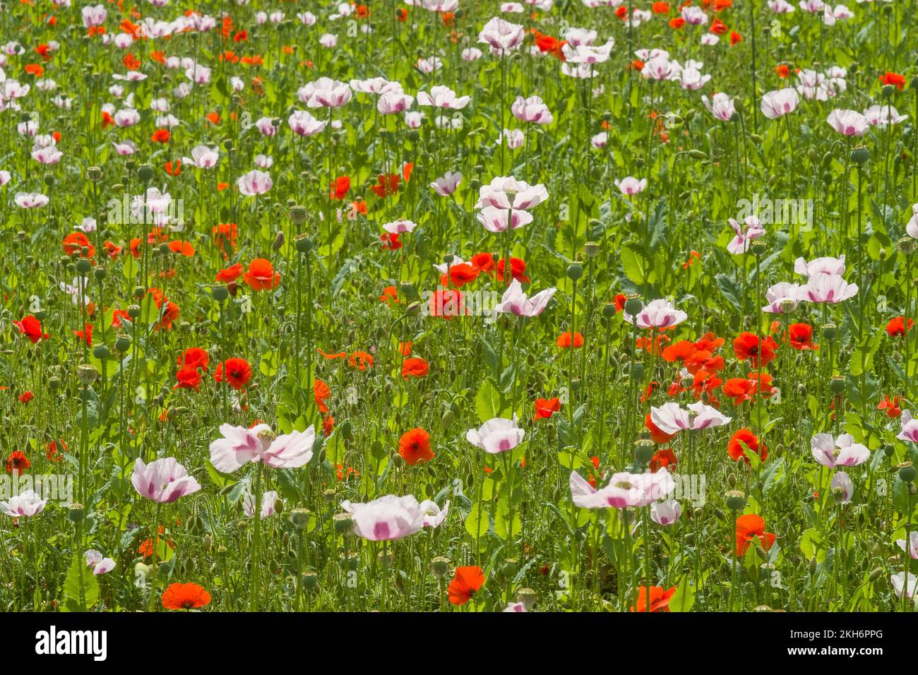 A mixed field of pink and red poppies, Papaver rhoeas and Papaver somniferum, in Summer sunshine Stock Photo