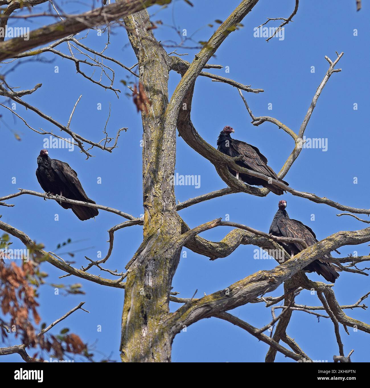 Turkey Vultures in a tree at Quarry Lakes Regional Recreation Area,, California Stock Photo