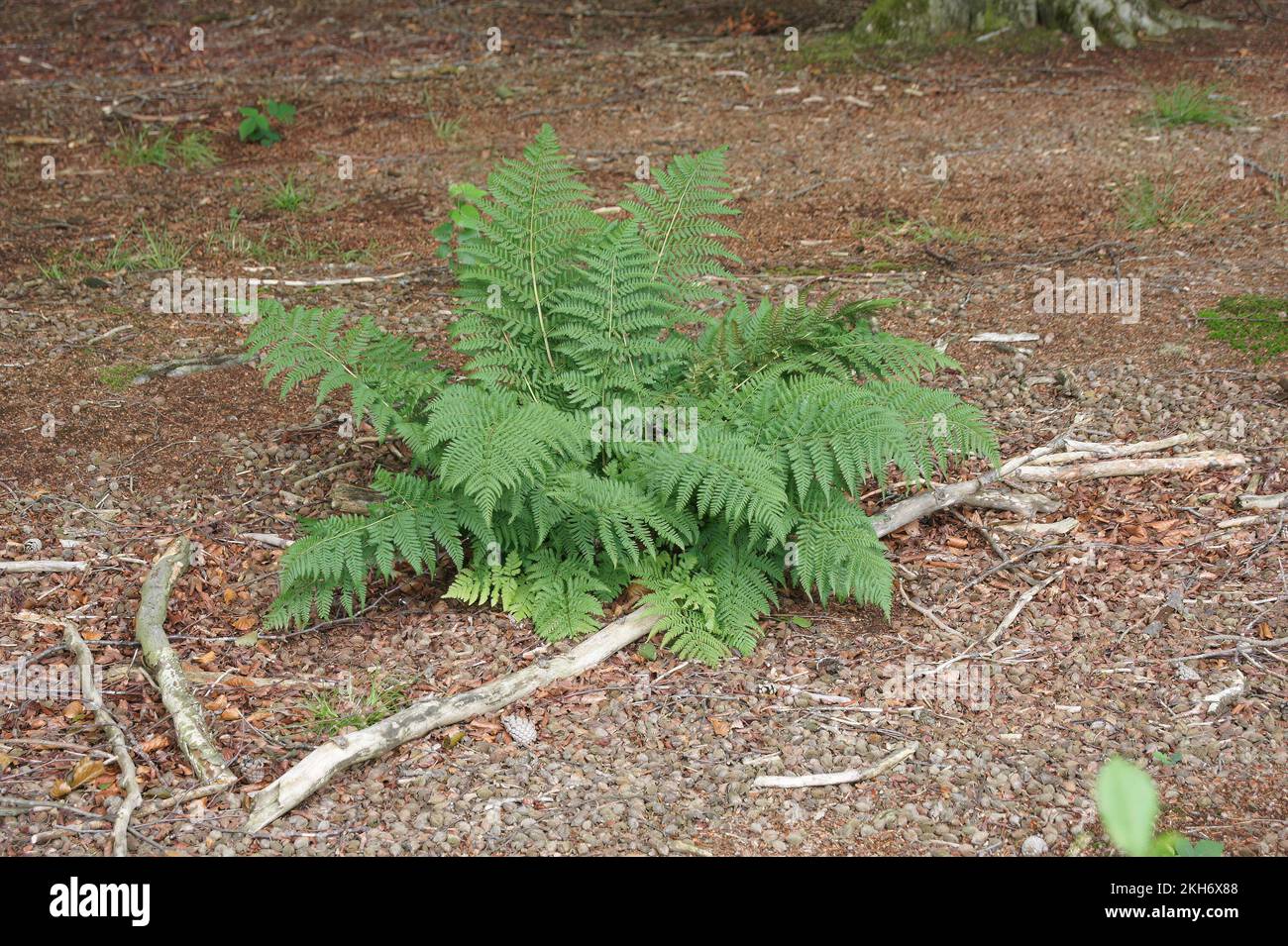Closeup on an isolated Common lady-fern, Athyrium filix-femina fern in the woods Stock Photo