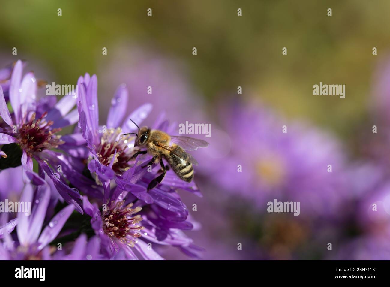 A small honey bee sits on purple flowering asters in autumn. The