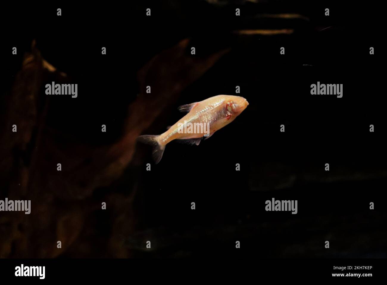A cave tetra (Astyanax jordani) fish swimming in the dark Stock Photo