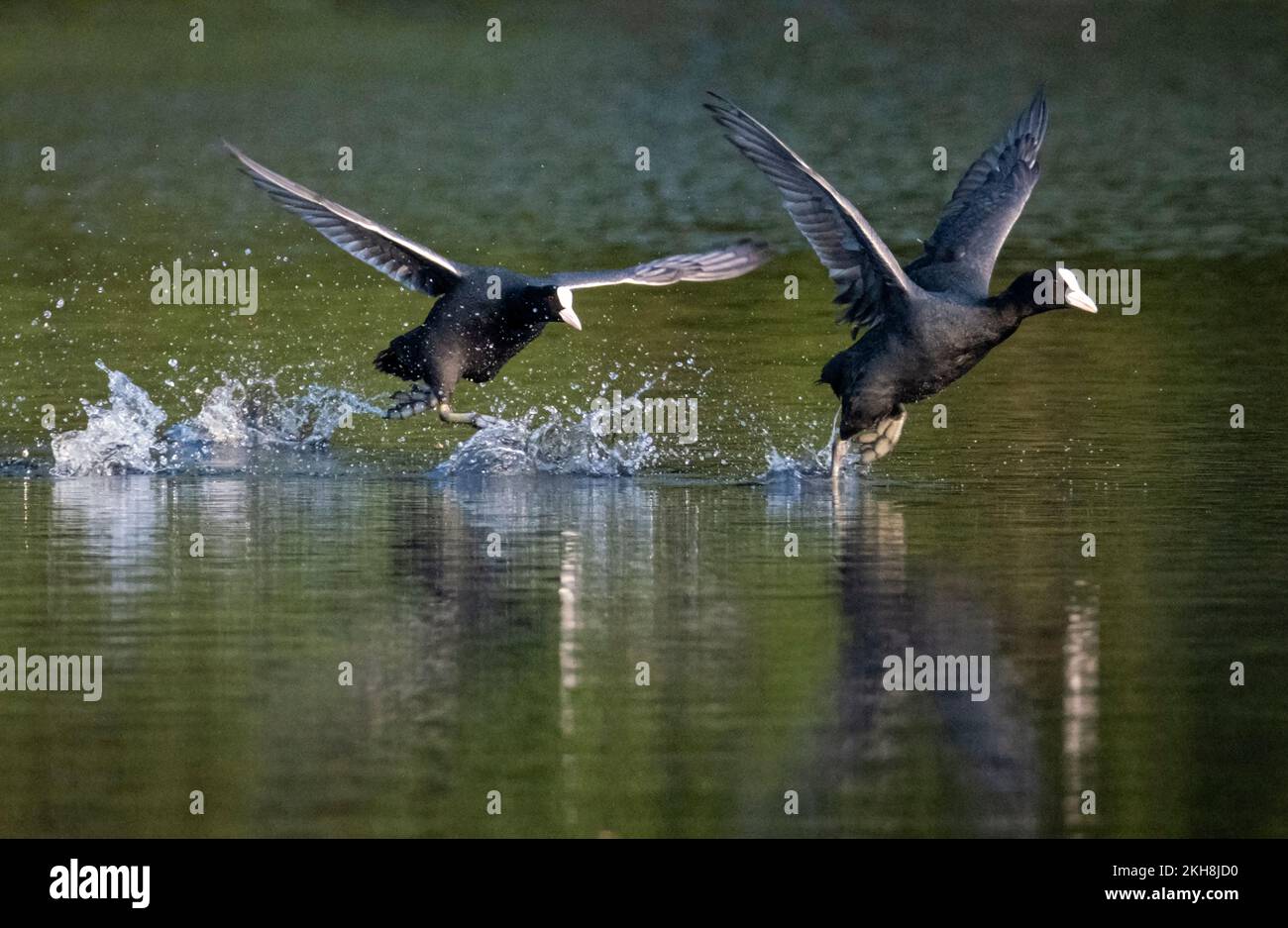 Coots (Fulica atra) running across the water and fighting, New Pool, Whitegate, Cheshire, England, UK Stock Photo