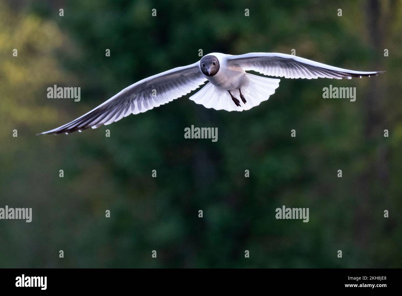 Black-headed gull (Chroicocephalus ridibundus) in summer plumage in flight, Cheshire, England, UK Stock Photo