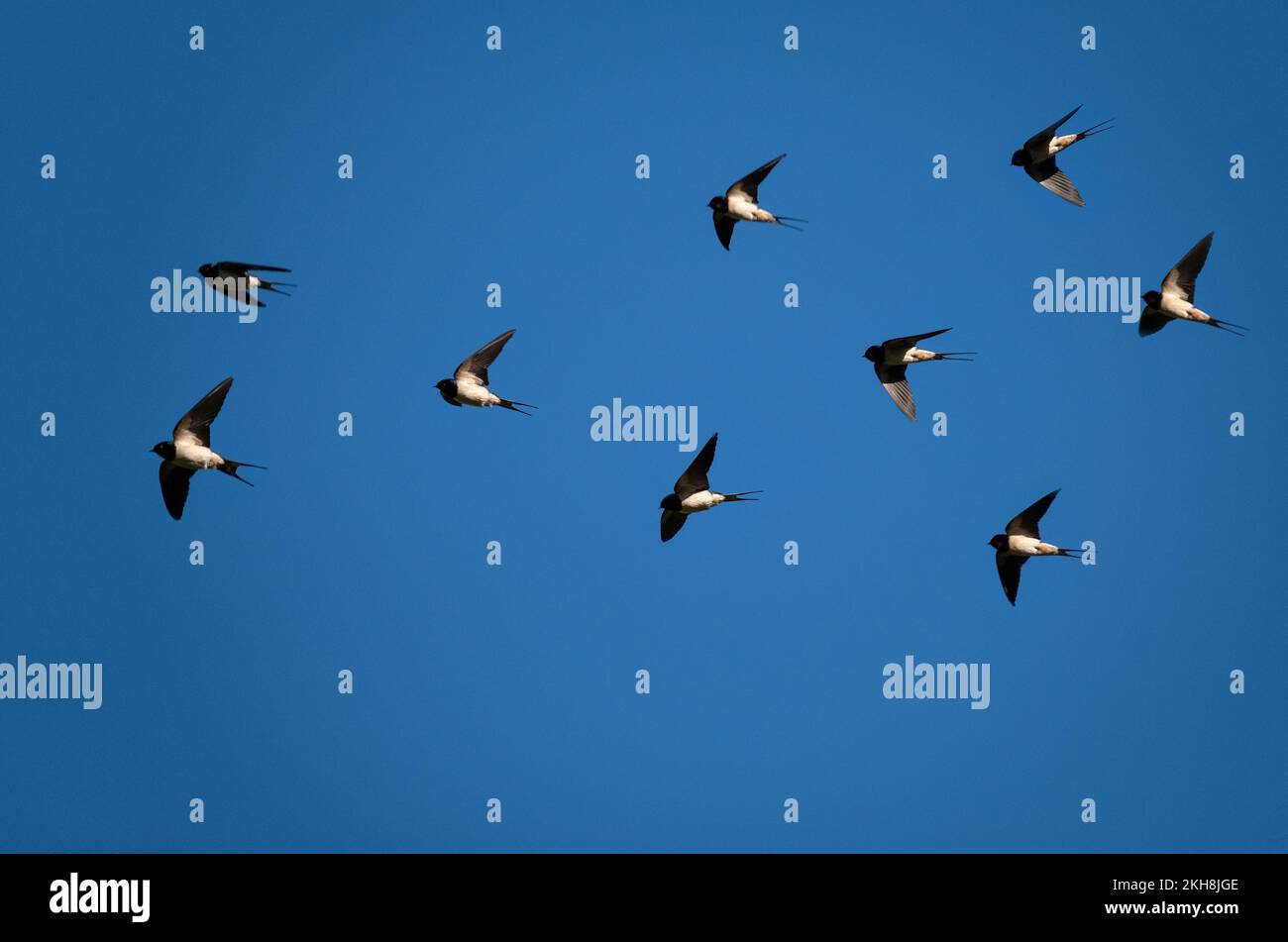 A Flight of Swallows (Hirundo rustica), Cheshire, England, UK Stock Photo