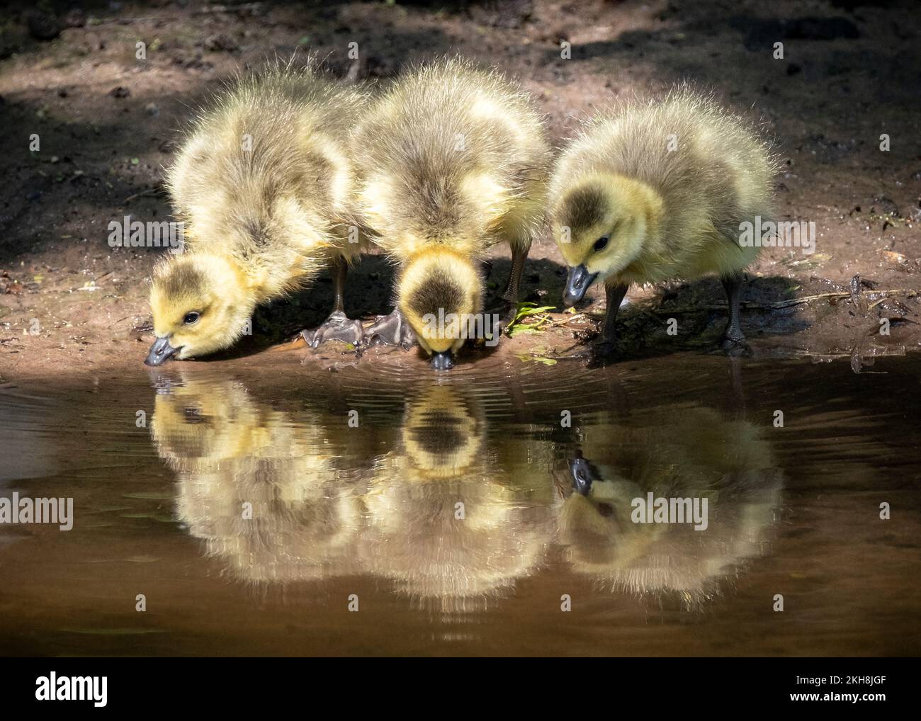 Canada Geese (Branta canadensis) Goslings, River Weaver, Cheshire, England, UK Stock Photo