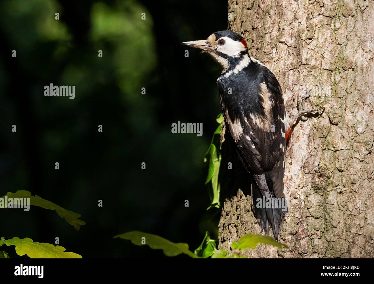 Great Spotted Woodpecker (Dendrocopos major), Cheshire, England, UK Stock Photo