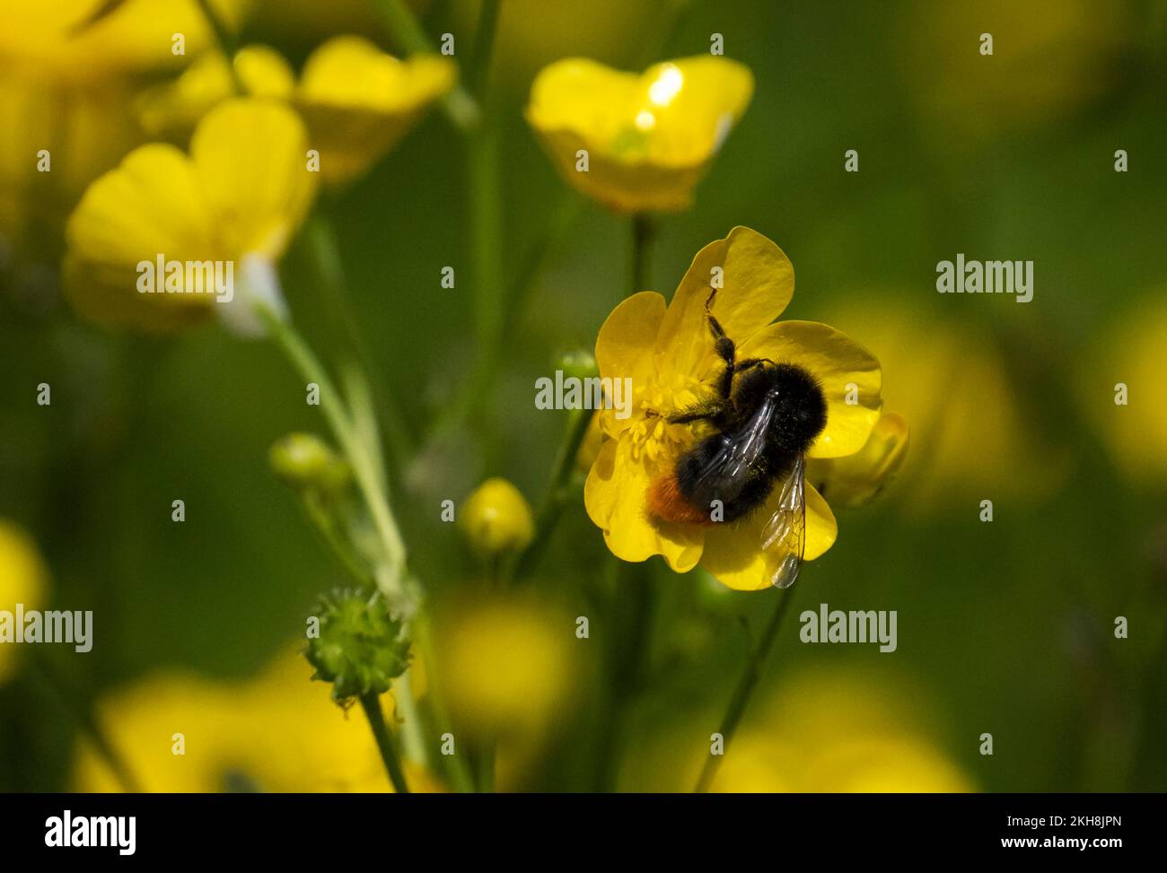 Red-tailed bumblebee (Bombus lapidarius) amongst Buttercup Meadow, The Uplands, Northwich Woodlands, Cheshire, England, UK Stock Photo