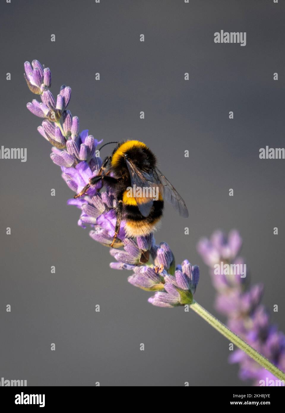 Bumble Bee (Bombus) on Lavender in summer, Cheshire, England, UK Stock Photo