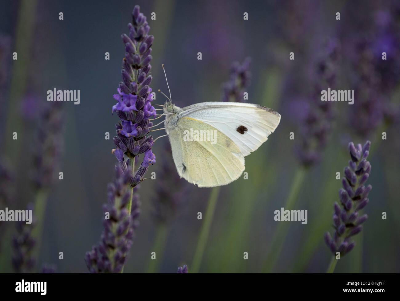 Large White Butterfly (Pieris brassicae) on Lavender (Lavandula), Cheshire, England, UK Stock Photo