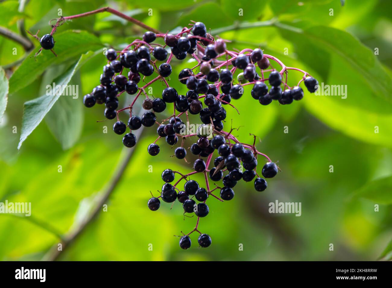 Ripe elderberries hanging from a tree Stock Photo