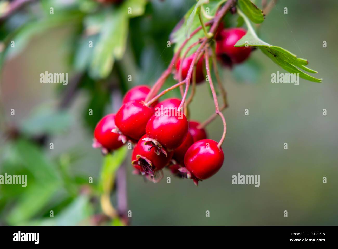 Ripe rosehips hanging from a tree Stock Photo