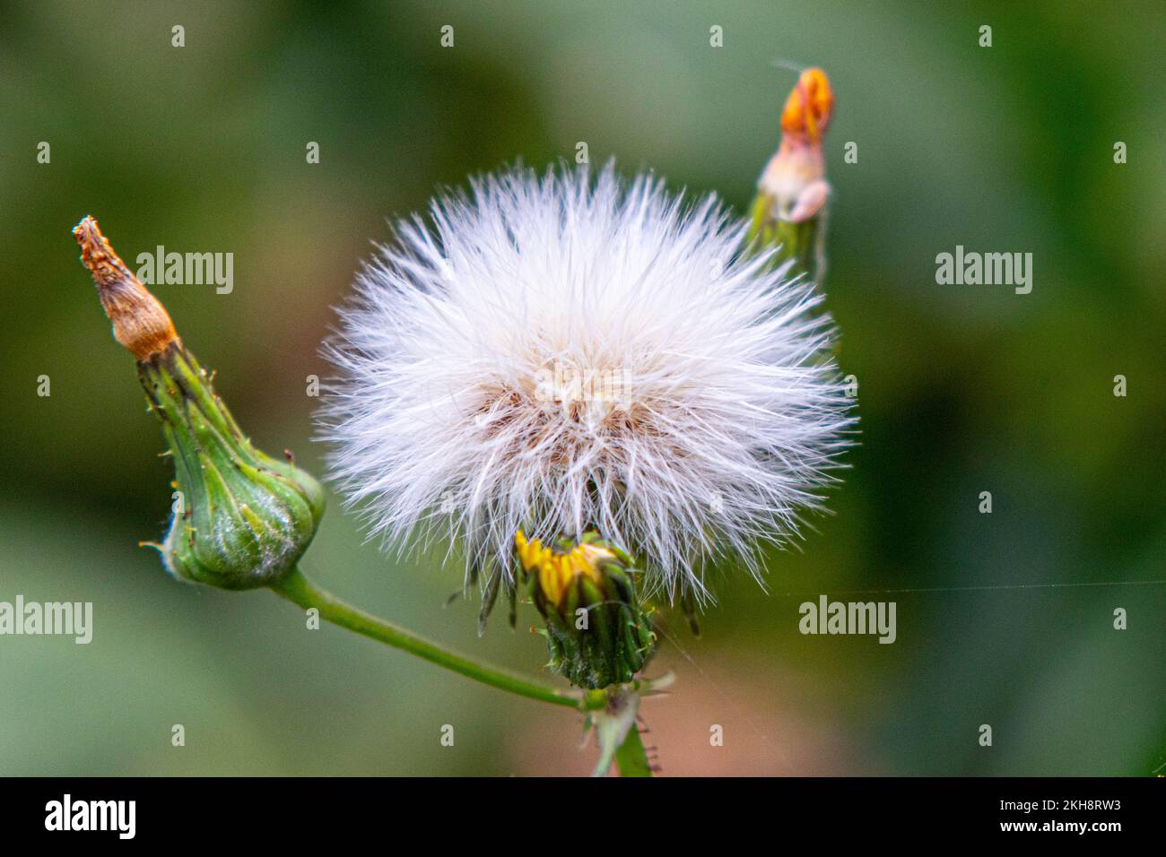 Thistledown seeds on a blurred background Stock Photo