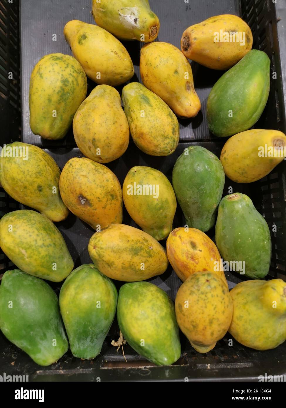 lots of dwarf papaya fruits Stock Photo Alamy