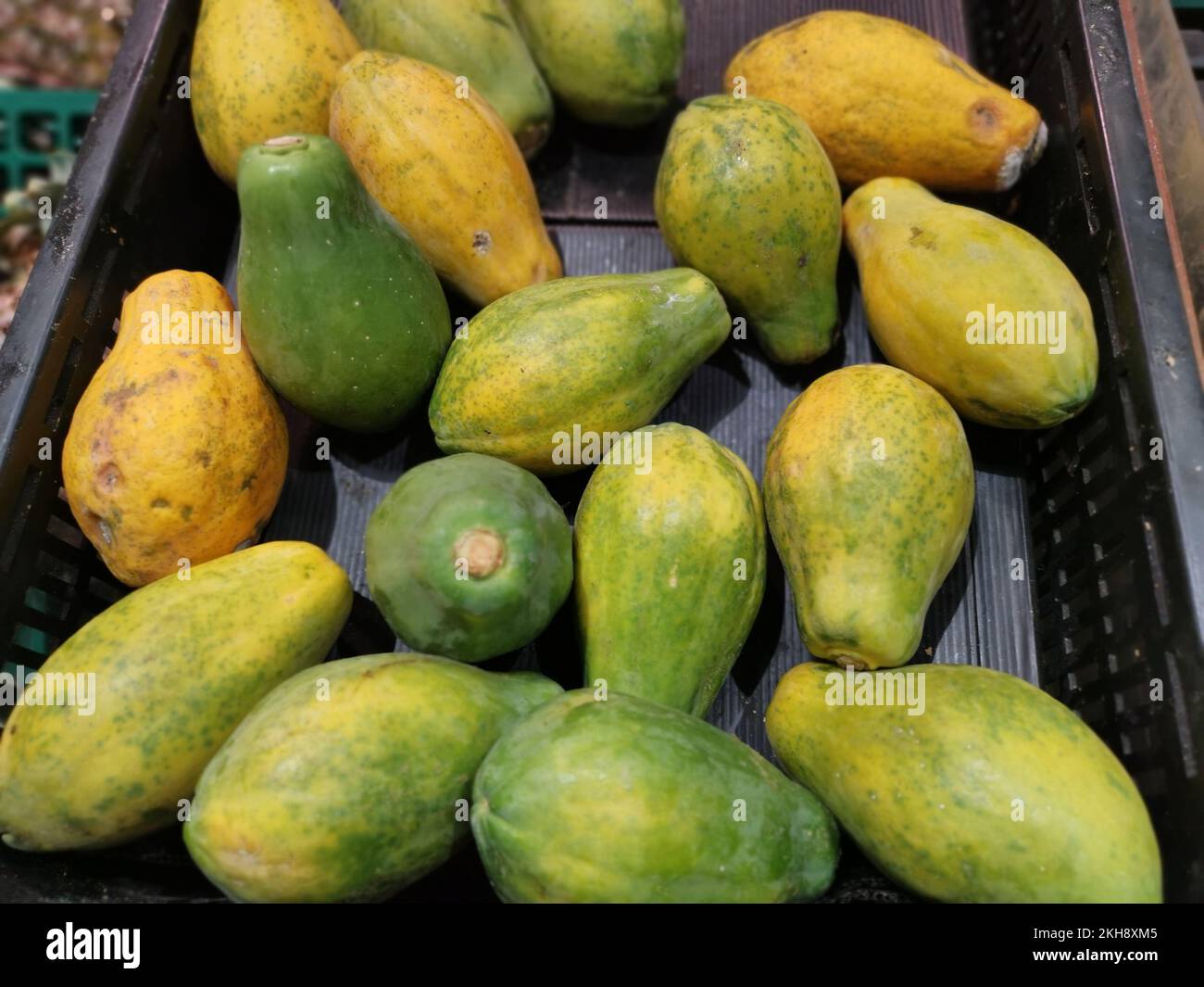 lots-of-dwarf-papaya-fruits-stock-photo-alamy