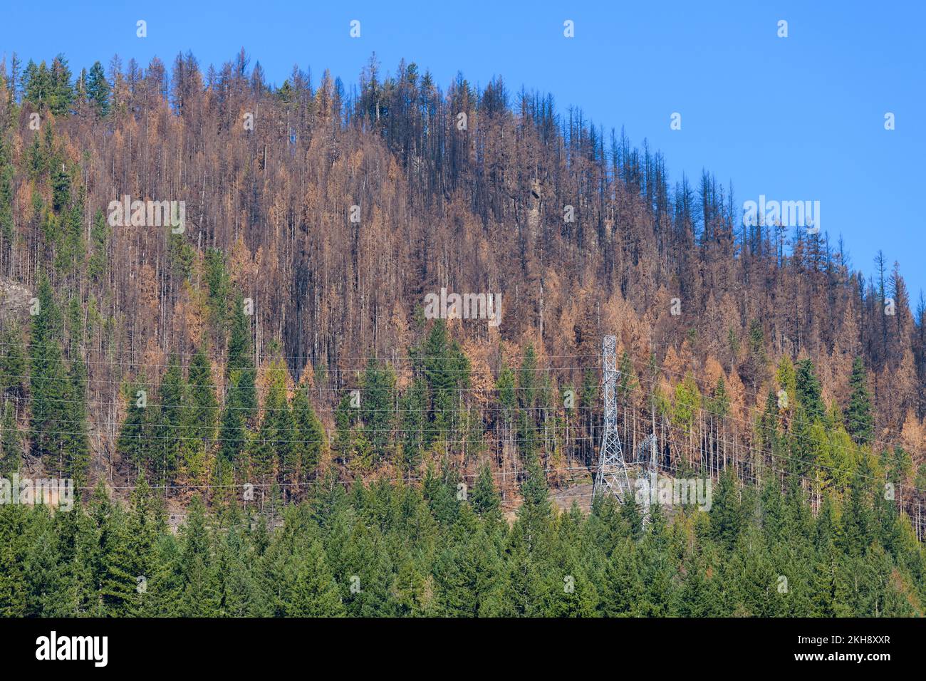 Edge of fire burn area of the Bolt Creek Fire with contrastinf living and burnt trees and power lines under a blue sky in the Washington Cascades Stock Photo
