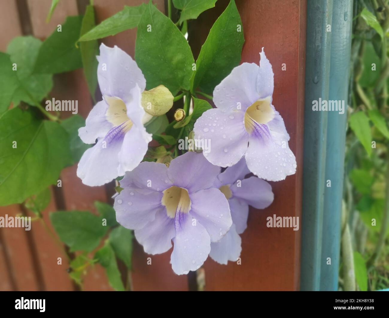 creeping thunbergia grandiflora vine flower Stock Photo