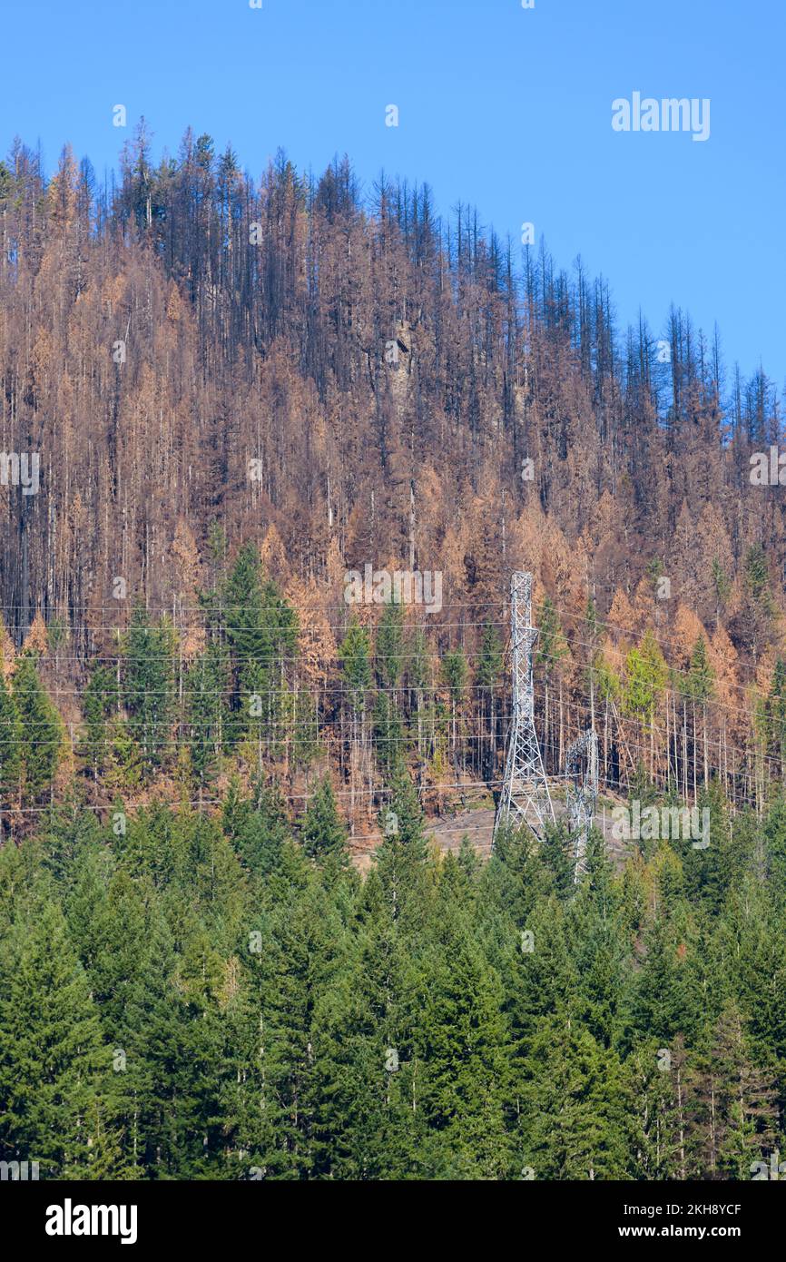 Bolt Creek Fire in Washington contrasts with green trees on mountain with powerline passing across the edge of the burn zone Stock Photo