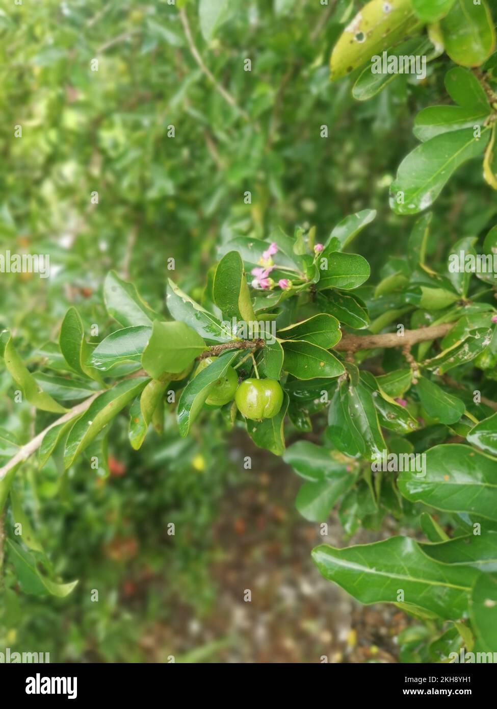wild malgighia glabra plant bearing fruits. Stock Photo