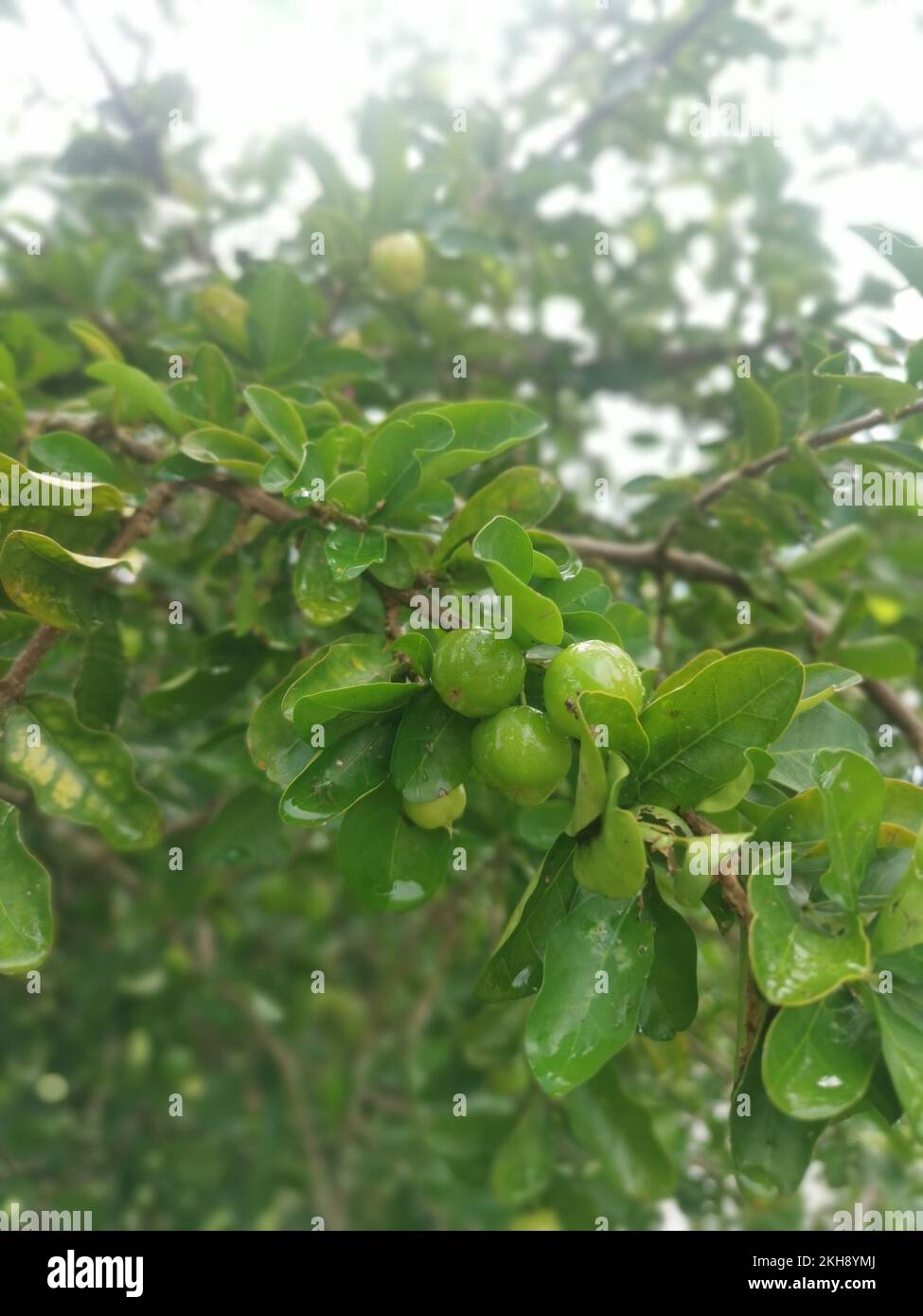 wild malgighia glabra plant bearing fruits. Stock Photo