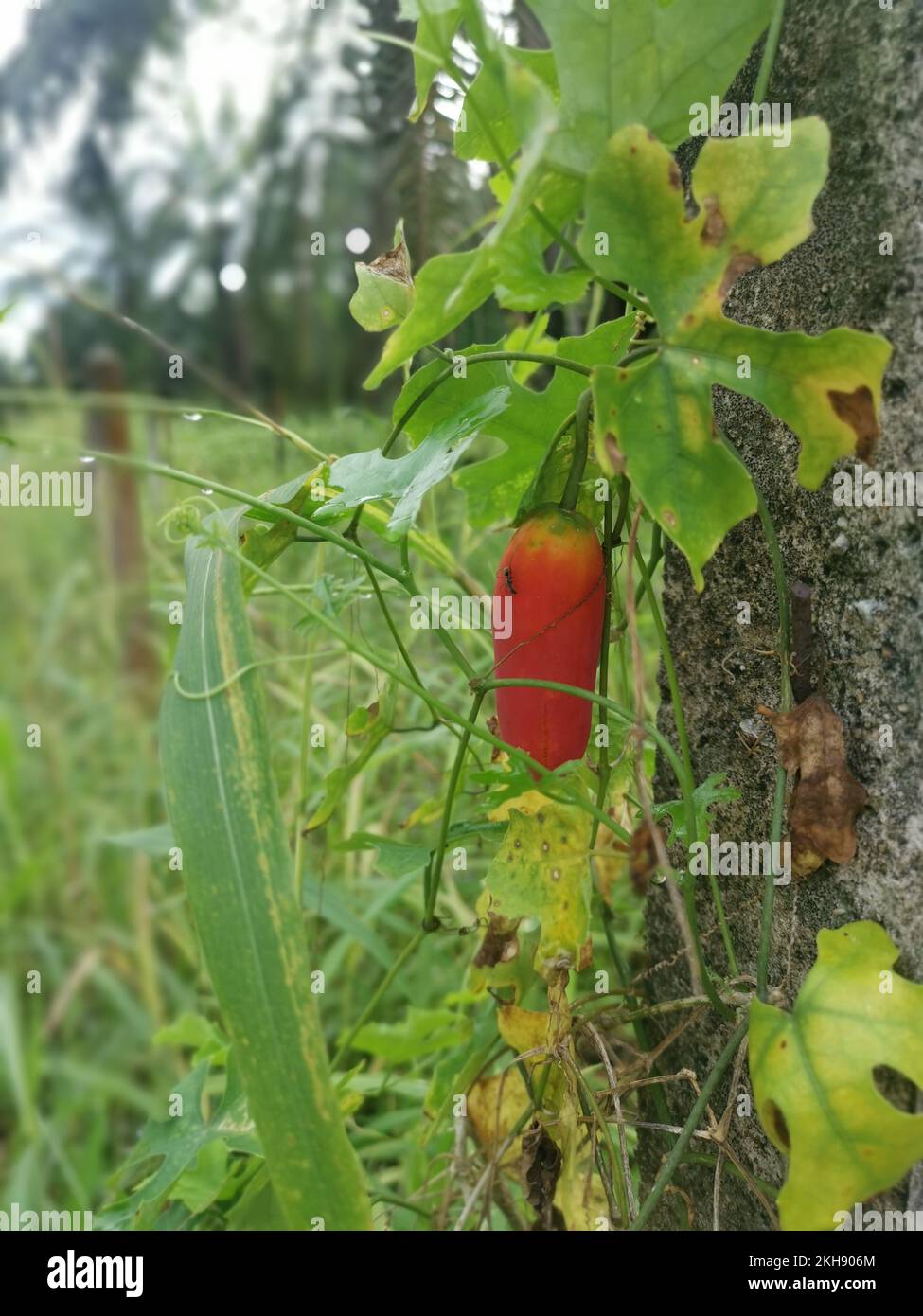 the creeping ivy gourd plant climbing on the concrete pole Stock Photo