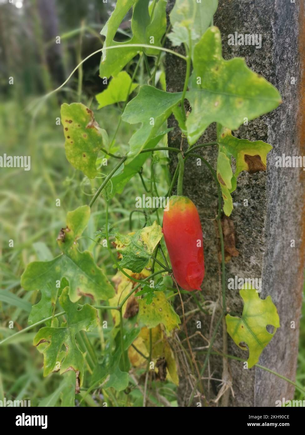 the creeping ivy gourd plant climbing on the concrete pole Stock Photo