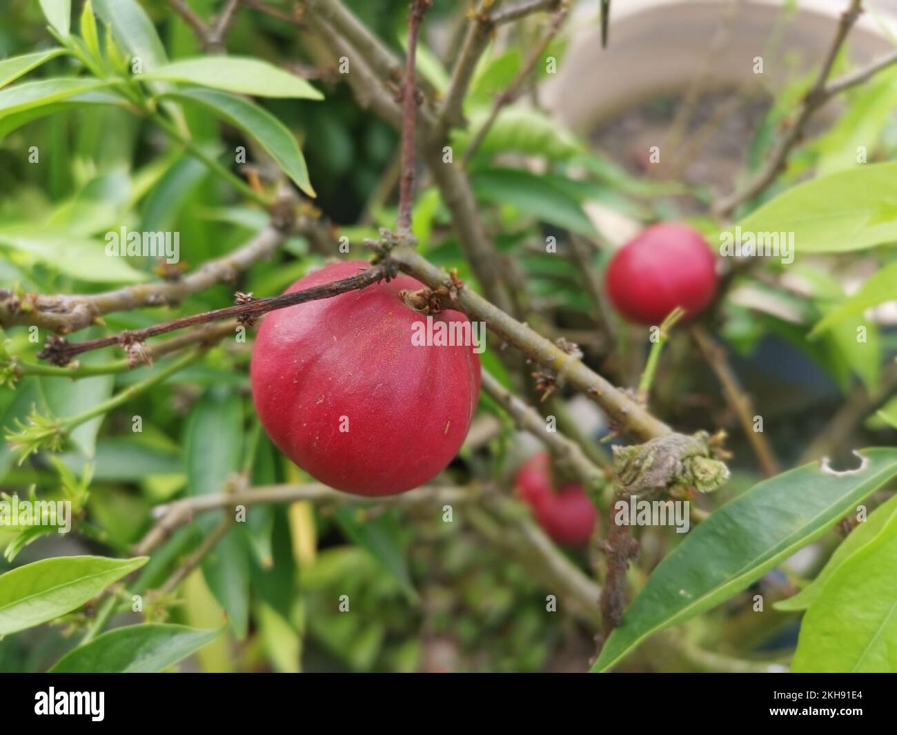 the phaleria macrocarpa fruit houseplant Stock Photo
