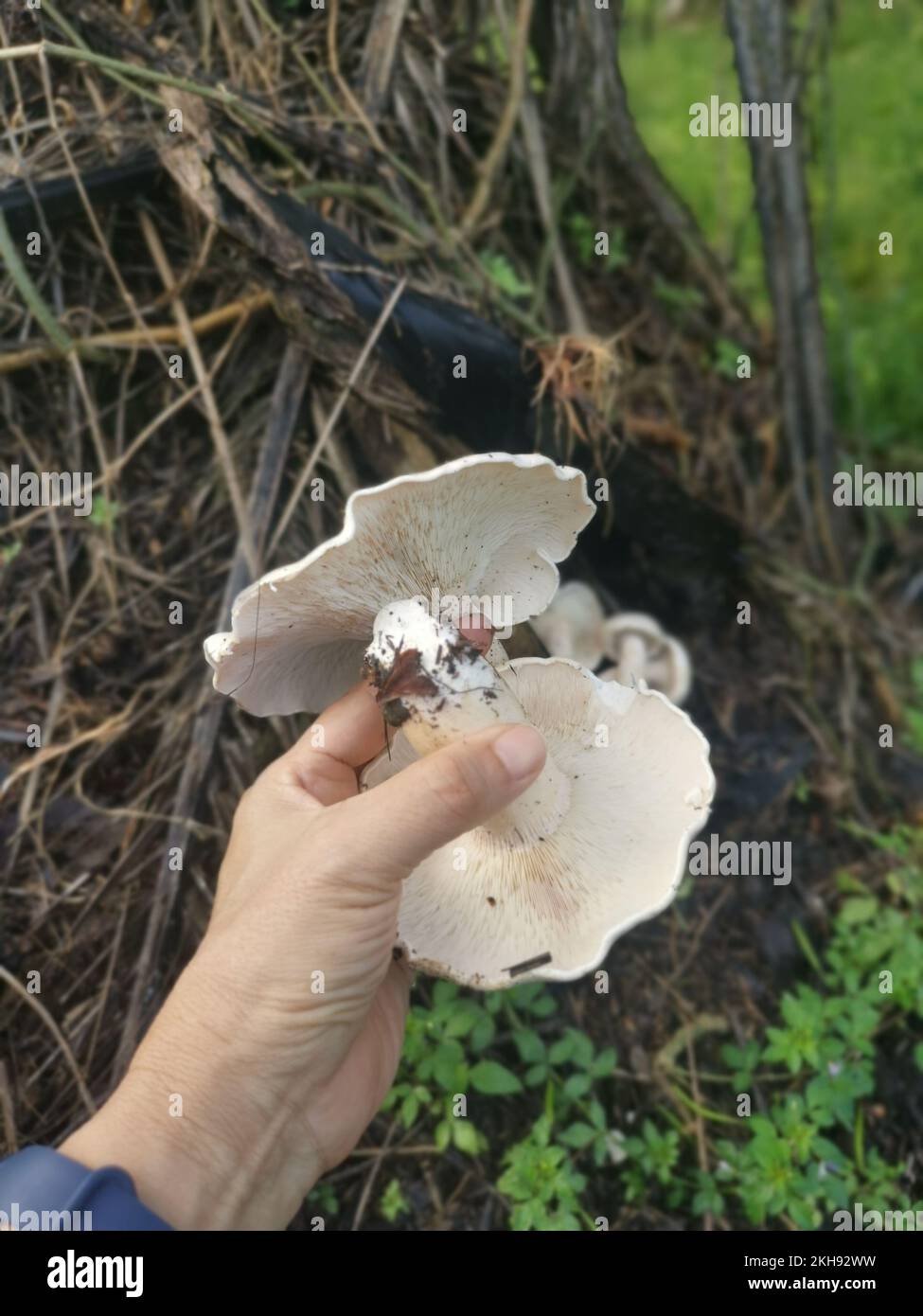 wild large white leucopax mushrooms on the ground Stock Photo Alamy