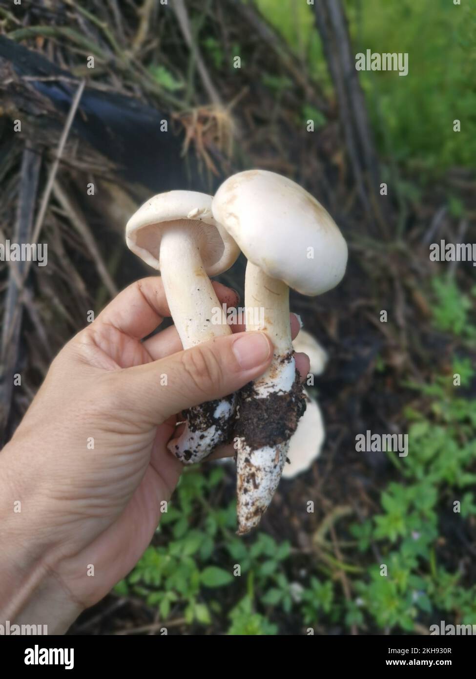 wild large white leucopax mushrooms on the ground Stock Photo Alamy